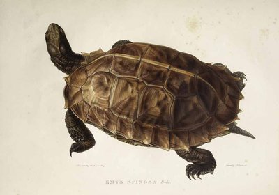 Spiny Turtle by Edward Lear